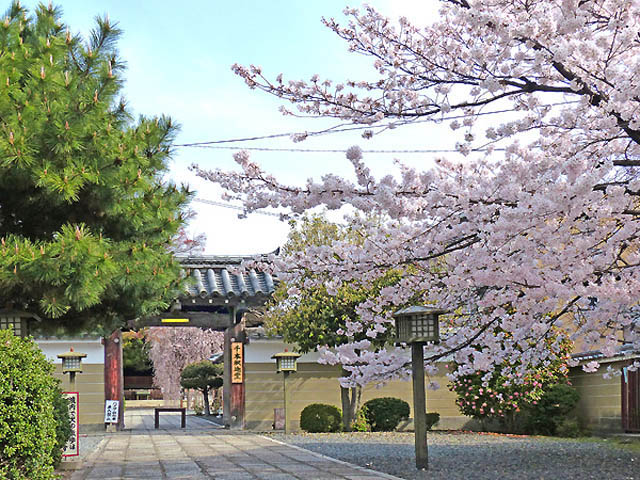 京都の桜おかめ桜5