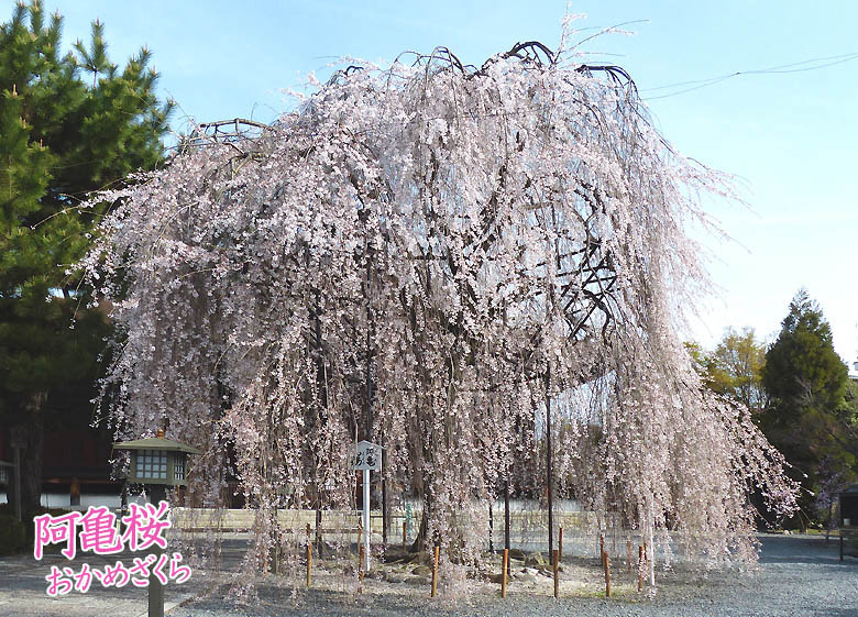 京都の桜おかめ桜78-1