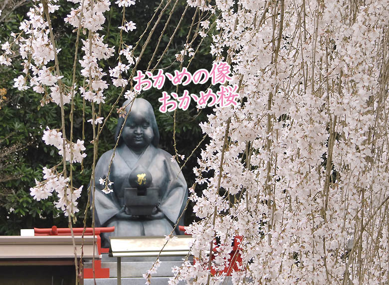 京都の桜おかめ桜78-2