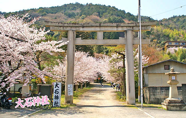 京都の桜大石神社4