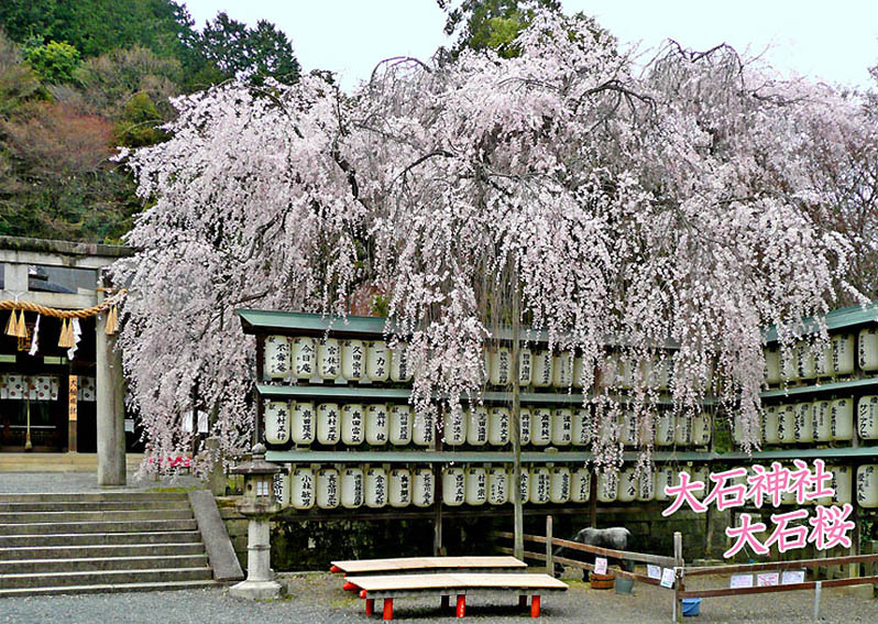 京都の桜大石神社80-1