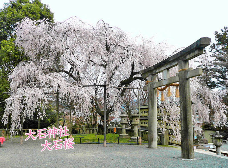 京都の桜大石神社80-2