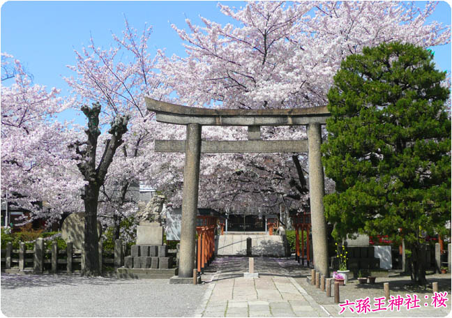 六孫王神社の桜2