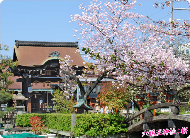 六孫王神社の桜3