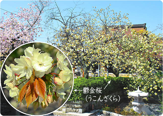 六孫王神社の桜5
