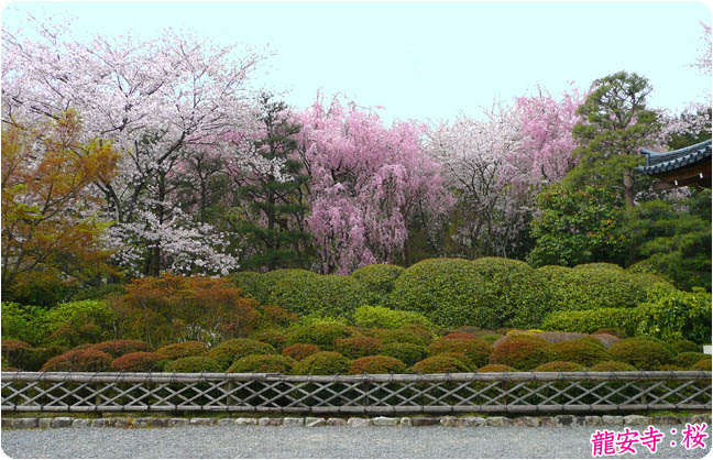 龍安寺桜3