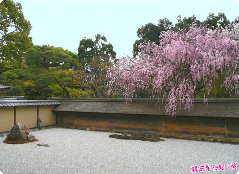 龍安寺桜78-2