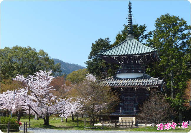 清涼寺の桜3