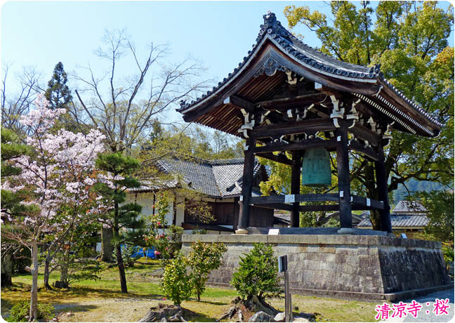 清涼寺の桜5