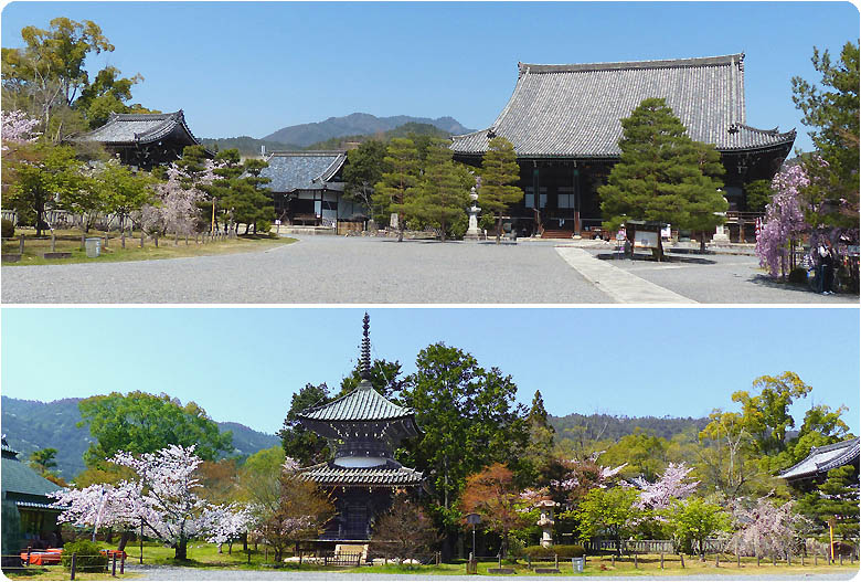 清涼寺の桜78-1