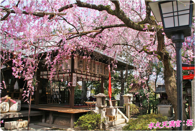 水火天満宮の桜3