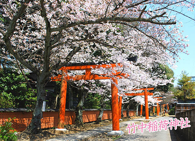 竹中稲荷神社桜1