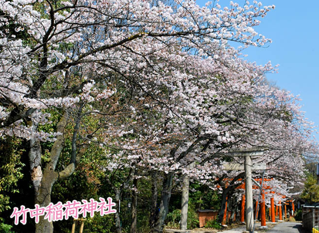 竹中稲荷神社桜2