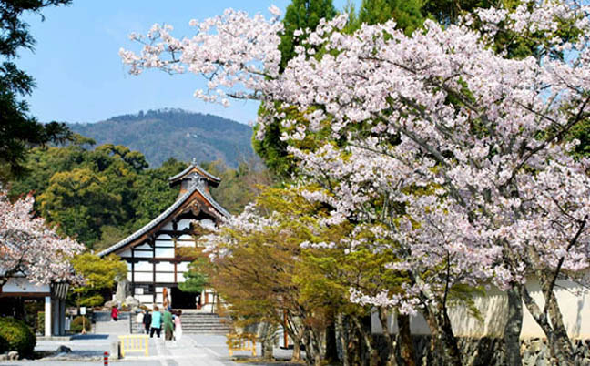 天龍寺の桜1