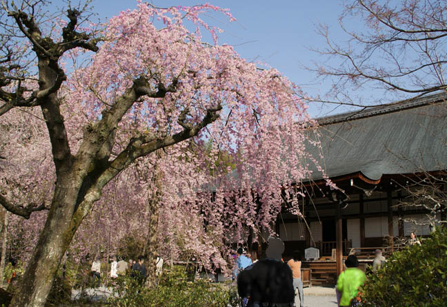 天龍寺の桜2