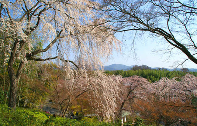 天龍寺の桜3