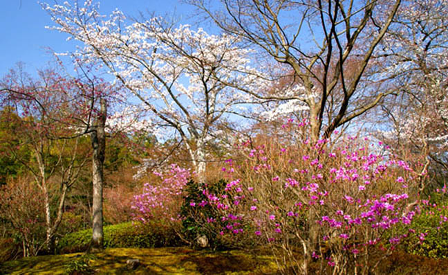 天竜寺の桜4