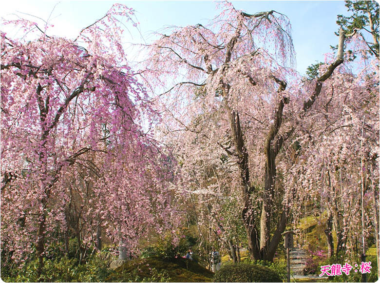 天龍寺の桜7