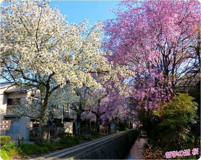 哲学の道桜3