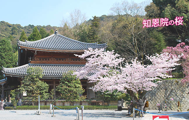 知恩院の桜 京都の観光