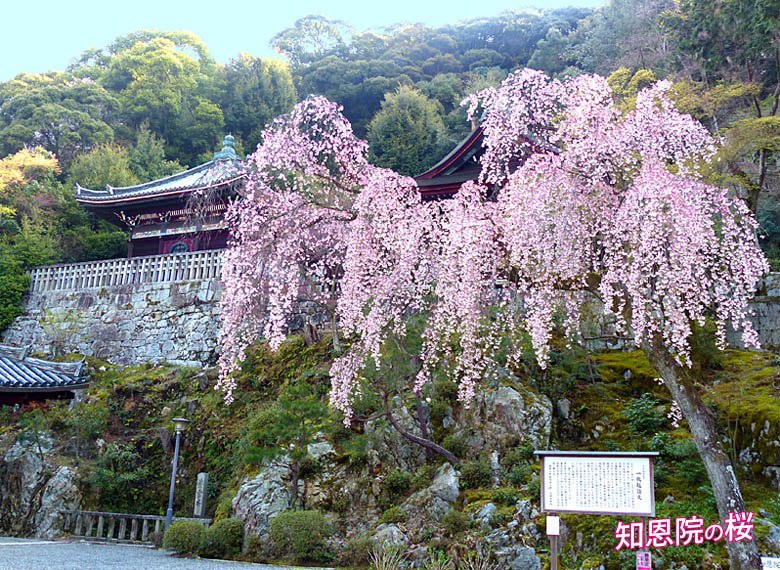 知恩院の桜 京都の観光