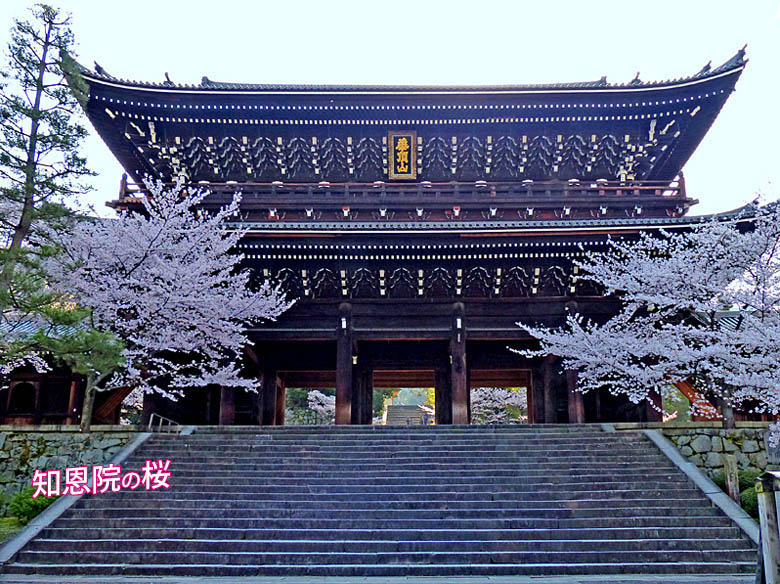 知恩院の桜 京都の観光