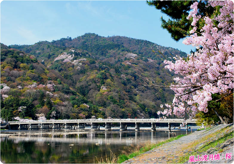 嵐山渡月橋の桜