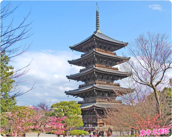 京都の桜東寺3