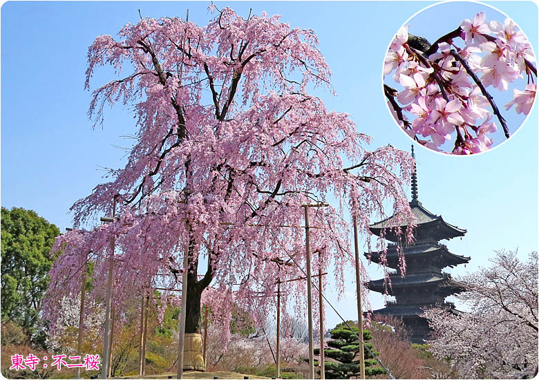 京都の桜東寺781