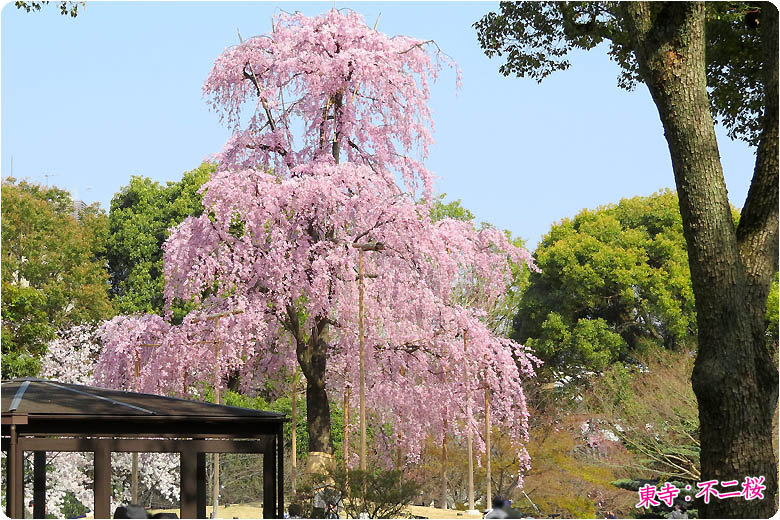 京都の桜東寺782