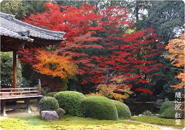 京都紅葉随心院1