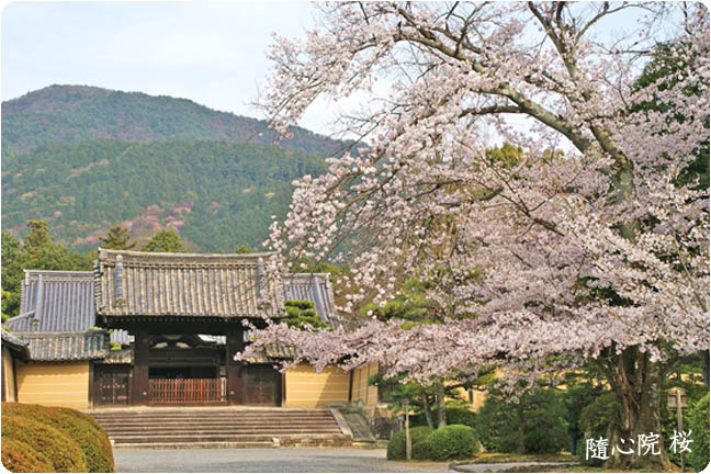 京都随心院桜2
