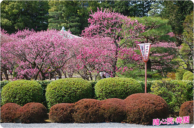 京都随心院梅5