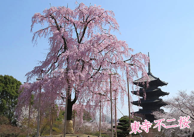 京都の桜 写真集