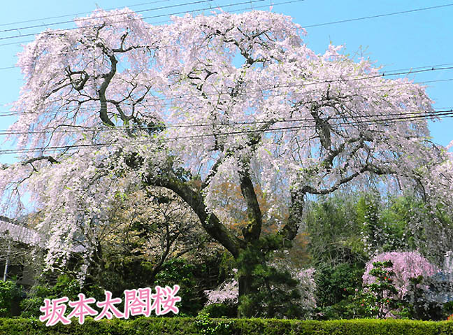 表紙桜3