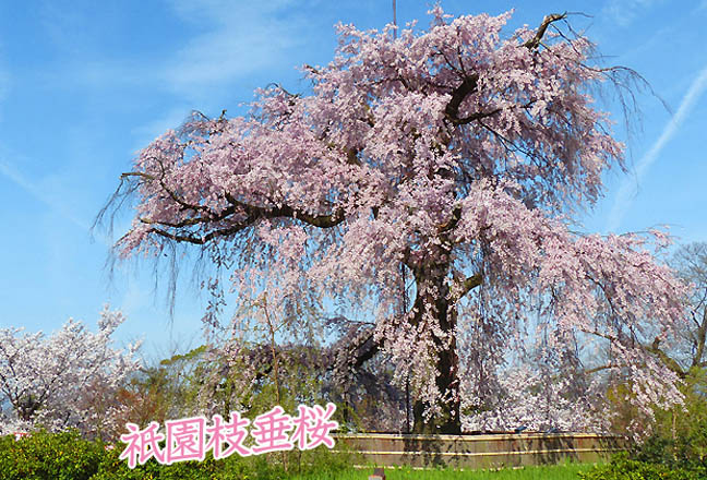 京都の桜 写真集